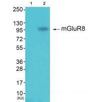 Rabbit Polyclonal Antibody to GluR8