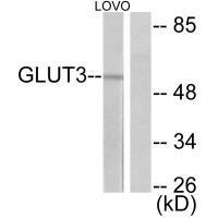GLUT3