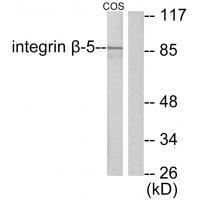 Integrin β5