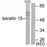 Keratin 15