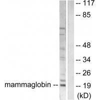 Mammaglobin