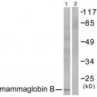 Mammaglobin B