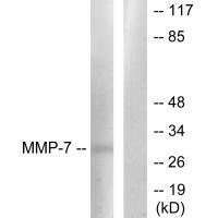 MMP-7