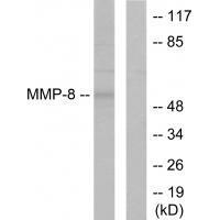 MMP-8
