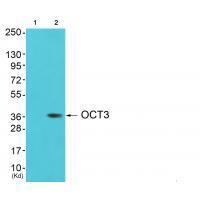 Rabbit Polyclonal Antibody to 45202