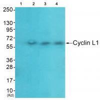 Rabbit Polyclonal Antibody to Cyclin-L1