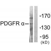 PDGFR α