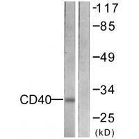 CD4