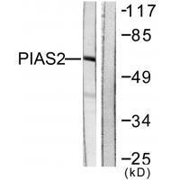 PIAS2