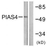 PIAS4