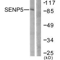 SENP5