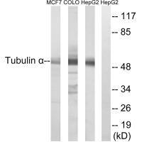 Tubulin α