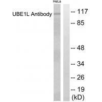 UBE1L
