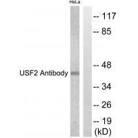 USF2