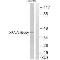XPA