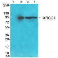 Rabbit Polyclonal Antibody to XRCC1