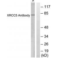 XRCC5