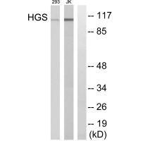 HGS