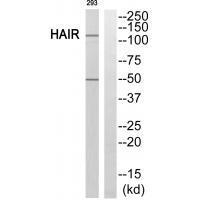 HAIR