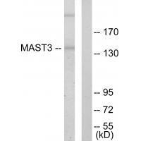 MAST3