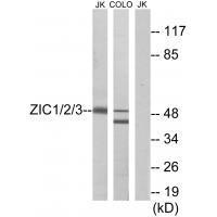 ZIC1/2/3