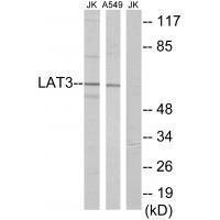 LAT3