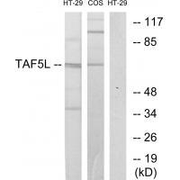 TAF5L