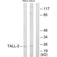 TALL-2