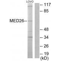 MED26
