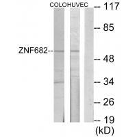 ZNF682
