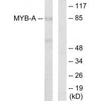 MYB-A
