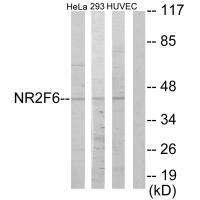 NR2F6