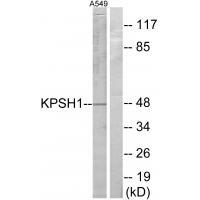 KPSH1
