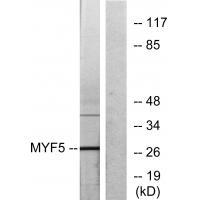 MYF5