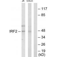 IRF2