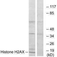 Histone H2AX