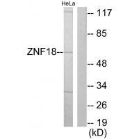 ZNF18