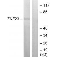 ZNF23