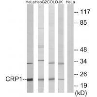 CRP1