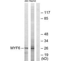 MYF6