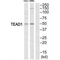 TEAD1