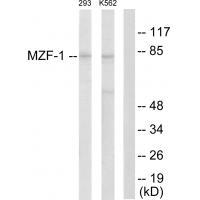 MZF-1