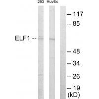 ELF1
