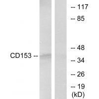 CD153