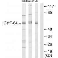 CSTF2