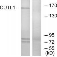 CUTL1