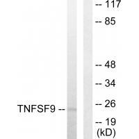 TNFSF9