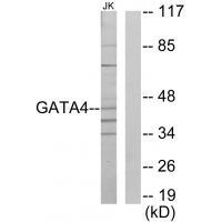 GATA4