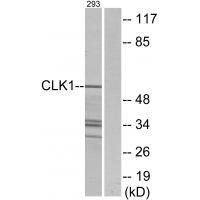 CLK1