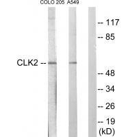 CLK2